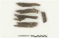 藏品(寬片葉蘚)的圖片